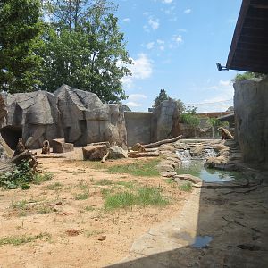 Grizzly Ridge Exhibit