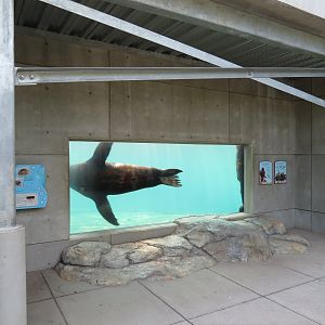 Sea Lion Landing - Underwater Viewing Panel