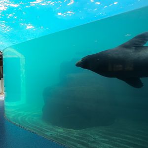 Sea Lion Landing - Underwater Viewing Room - California Sea Lion