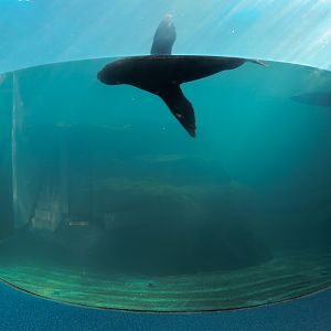 Sea Lion Landing - Underwater Viewing Room - California Sea Lion