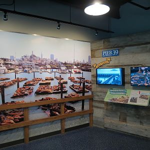 Sea Lion Landing - Underwater Viewing Room - Pier 39 Graphics