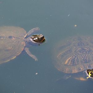 False map turtle (Graptemys pseudogeographica) and Yellow-bellied slider (Trachemys scripta scripta), 2019-08-04