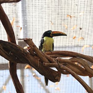 Humboldt's aracari (Pteroglossus humboldti)