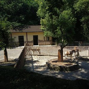 Mongolian Wild Ass Exhibit