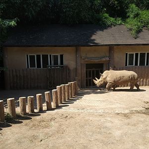White Rhino Exhibit