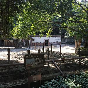 White-lipped Deer Exhibit