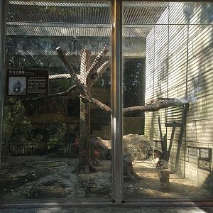 Hamadyas Baboon Exhibit