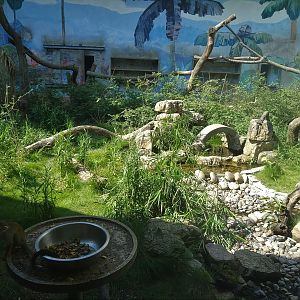 Squirrel Monkey Exhibit