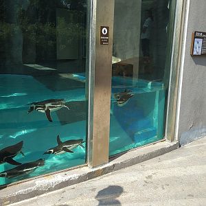 Megellanic Penguin Exhibit