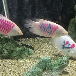 Decorated Fish
