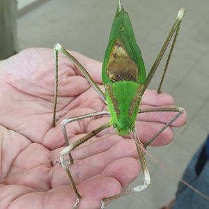Dragonhead Katydid