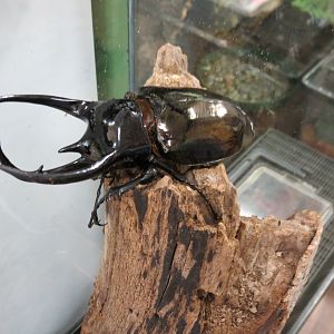 Rhino (Atlas) Beetle
