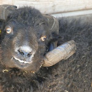 Ouessant ram, September 2019