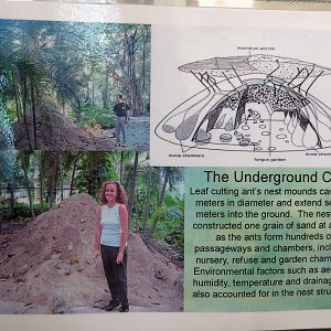 Leaf Cutter Ant poster