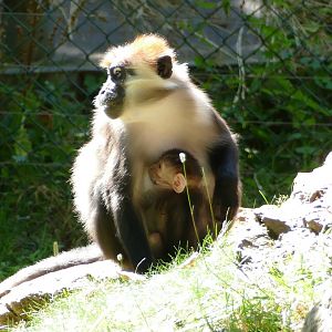 Cherry-crowned mangabey, September 2019