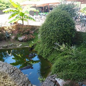 Carp, Goldfish, Koi and Turtle pond near the restaurant, 2019-08-04