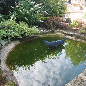 Carp, Goldfish, Koi and Turtle pond near the restaurant, 2019-08-04