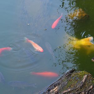 Goldfish (Carassius auratus), Common carp (Cyprinus carpio) and Koi (Cyprinus rubrofuscus), 2019-08-11