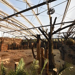 Africa house - African elephant indoors