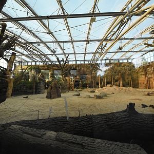 Africa house - African elephant indoors