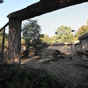 African lion enclosure