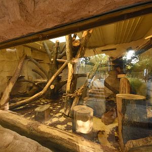 Caracal indoor enclosure