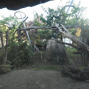 Caracal outdoor enclosure