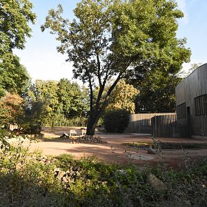 Kordofan giraffe and Chapman zebra enclosure