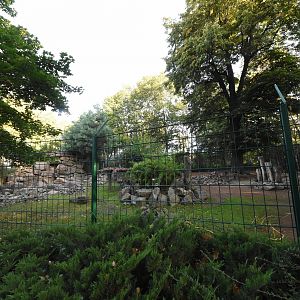 Chinese goral enclosure