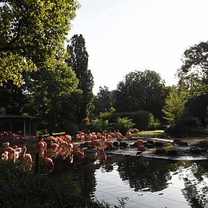 Caribbean flamingo enclosure
