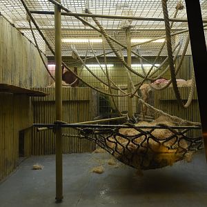 Orangutan indoor enclosure