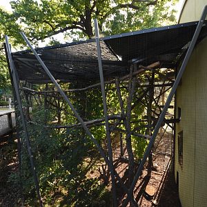 Prof. Brandeshaus - Crowned lemur outdoor cage