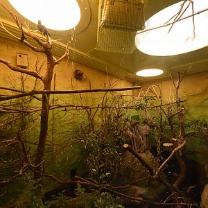 Prof. Brandeshaus -  Hornbill aviary