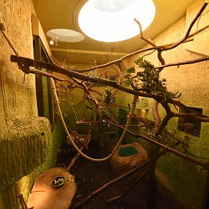 Prof. Brandeshouse - Crowned lemur indoors