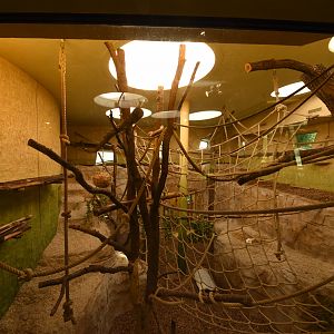 Prof. Brandeshaus - Woolly monkey indoors