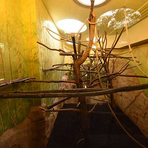 Prof. Brandeshaus - Kikuyu guereza indoors