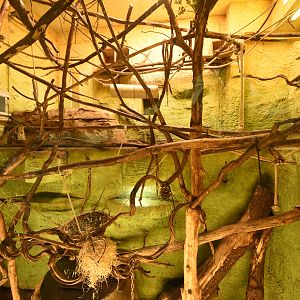 Prof. Brandeshaus - Tamandua & White-faced saki indoors
