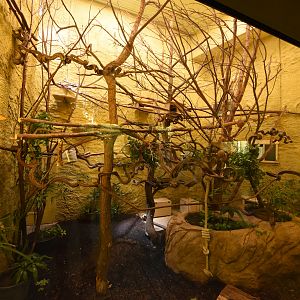 Prof. Brandeshaus - Emperor bearded tamaring & Three-banded armadillo indoors