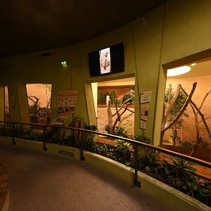 Prof. Brandeshaus - Koala enclosure