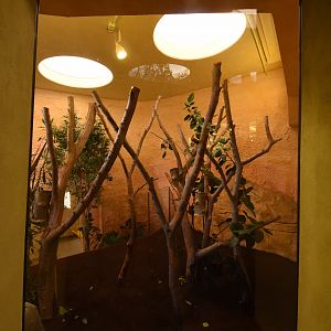 Prof. Brandeshaus - Koala enclosure