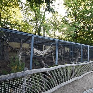 Yellow-throated marten enclosure
