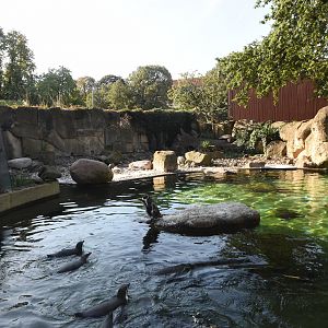 Humboldt penguin enclosure