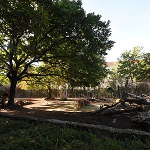 Javan banteng enclosure