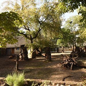 Forest buffalo enclosure