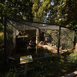 Patagonian conure aviary