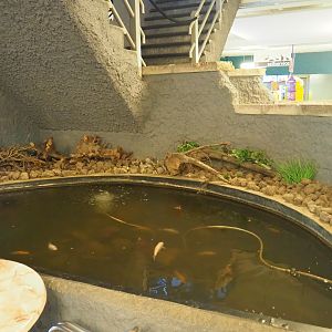 Goldfish pond in the restaurant, 2019-08-11