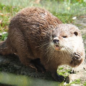 Asian small-clawed otter (Aonyx cinerea), 2019-08-11