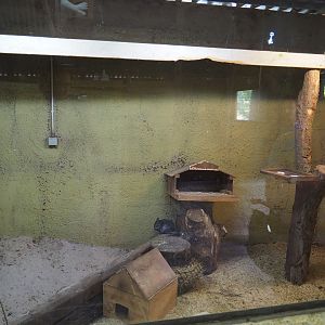 Chinchilla exhibit, 2019-08-11
