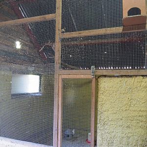 Petting zoo barn - Domestic pigeon aviary, 2019-08-11