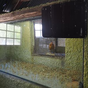Former small mammal exhibit - Now chicken nesting area, 2019-08-11